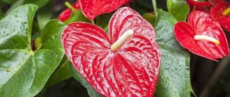 Anthurium signs and superstitions