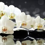 белые цветки - символ любви