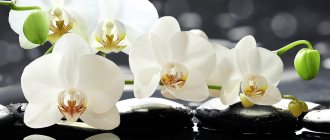 white flowers - a symbol of love