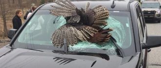 What does it mean to hit a bird with a car?