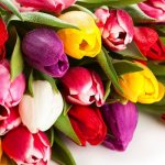 What do tulips symbolize?