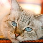 Pets: which pet is right for you