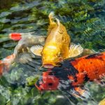 Trained individuals in a pond