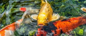 Trained individuals in a pond