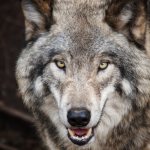 Photo of a wolf