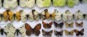 Collection of dried insects, butterflies