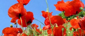 red poppy symbol of victory