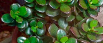 Crassula oval