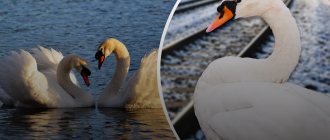 Swan fidelity stops trains. Why do birds grieve for dead partners? 