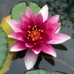 Lotus plant description