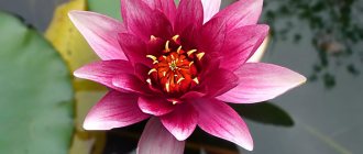 Lotus plant description