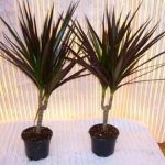 Dracaena plant