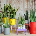 Plants according to Feng Shui