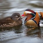 Mandarin ducks