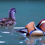 mandarin ducks bird photo