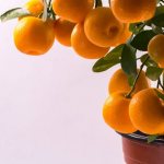 Feng Shui meaning of mandarin