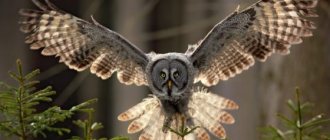 Feng Shui meaning of owl